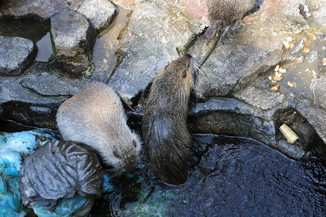 #11: Their Near-Extinction Left Lasting Damage on Landscapes Across Two Continents (Image Credits: Unsplash)
