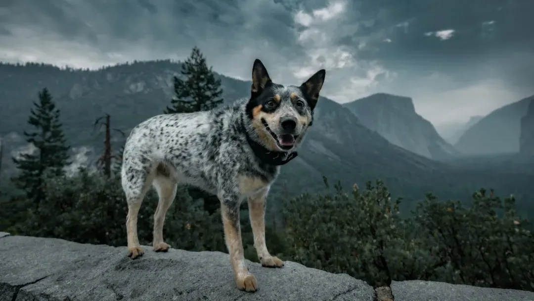 The Australian Cattle Dog: Compact Powerhouse (Image Credits: Unsplash)