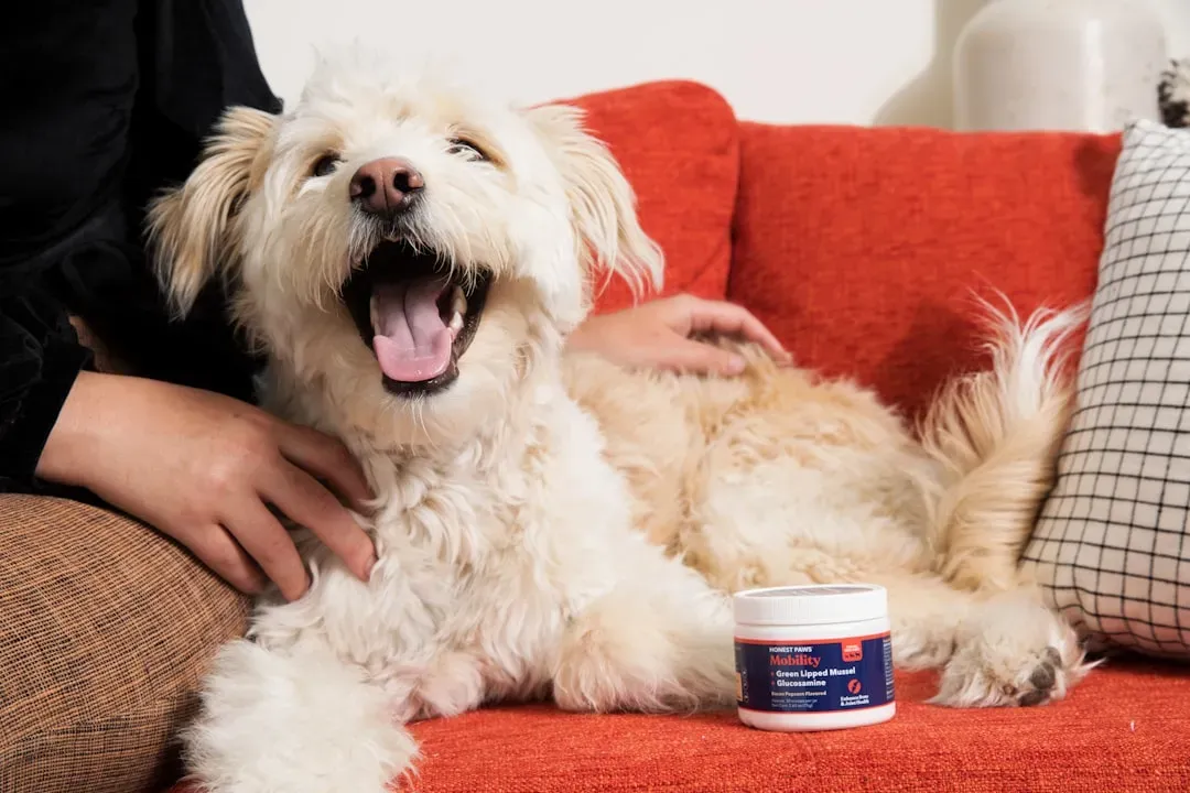 Your Dog May Be in Pain and Hiding It Brilliantly (Image Credits: Unsplash)