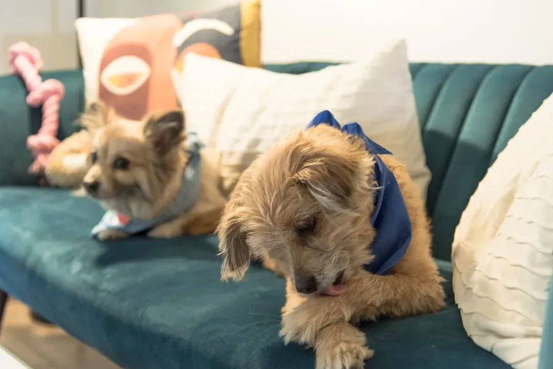 When Paw Licking and Chewing Are Cries for Help (Image Credits: Unsplash)