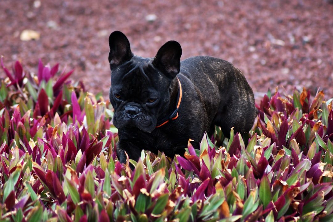 15. French Bulldog: Easygoing and Entertaining (Image Credits: Unsplash)