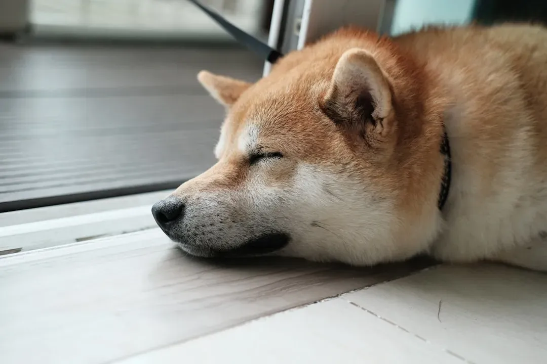 2. Shiba Inu (Image Credits: Unsplash)