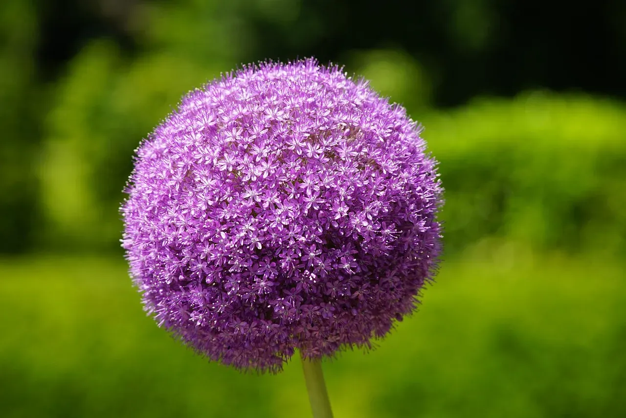 Vegetables to Avoid: Where the Real Danger Lies (Image Credits: Pixabay)