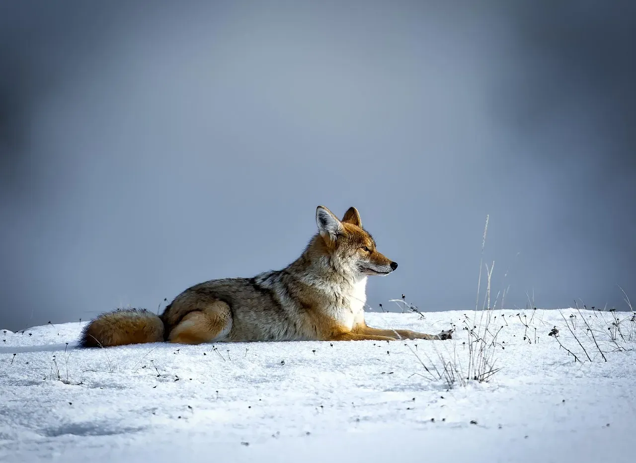 Rethinking Coyotes: Why Our View Of Them Needs To Catch Up (Image Credits: Pixabay)