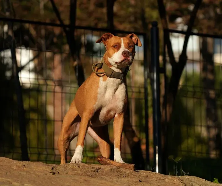 1. American Pit Bull Terrier (Image Credits: Pexels)