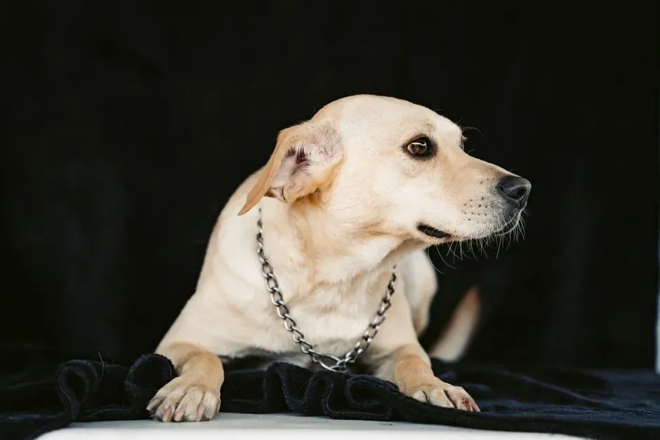 3. Labrador Retriever – From Fishing Partner to Modern Search‑and‑Rescue Star (Image Credits: Pexels)
