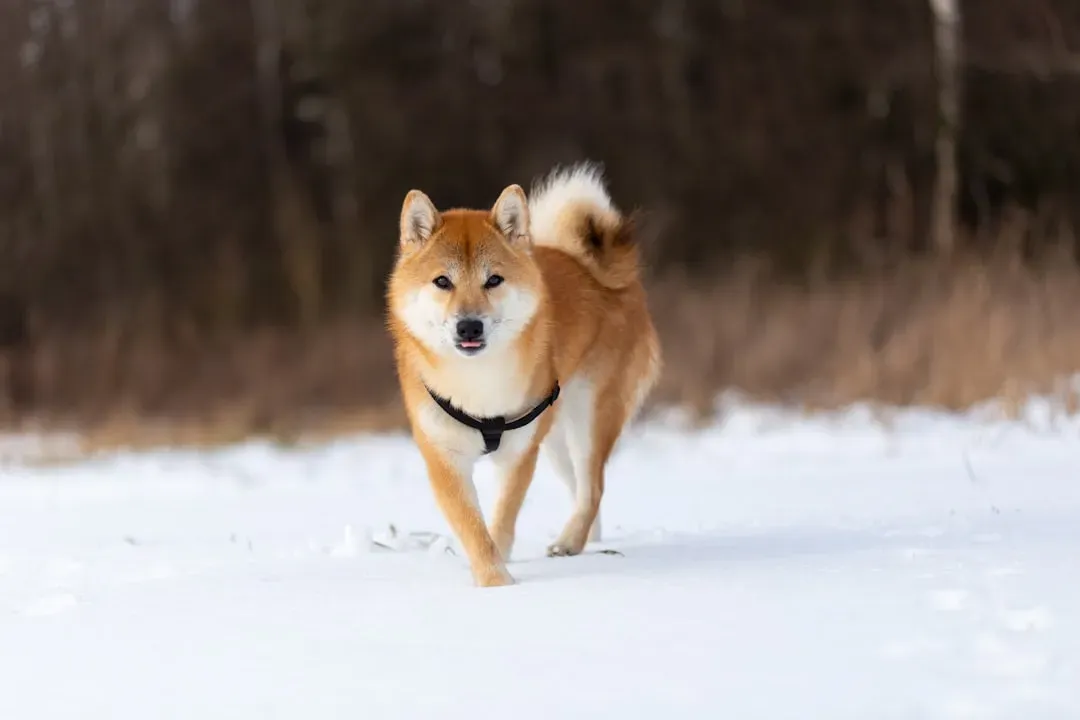 Shiba Inu: Small but Mighty Winter Warrior (Image Credits: Unsplash)