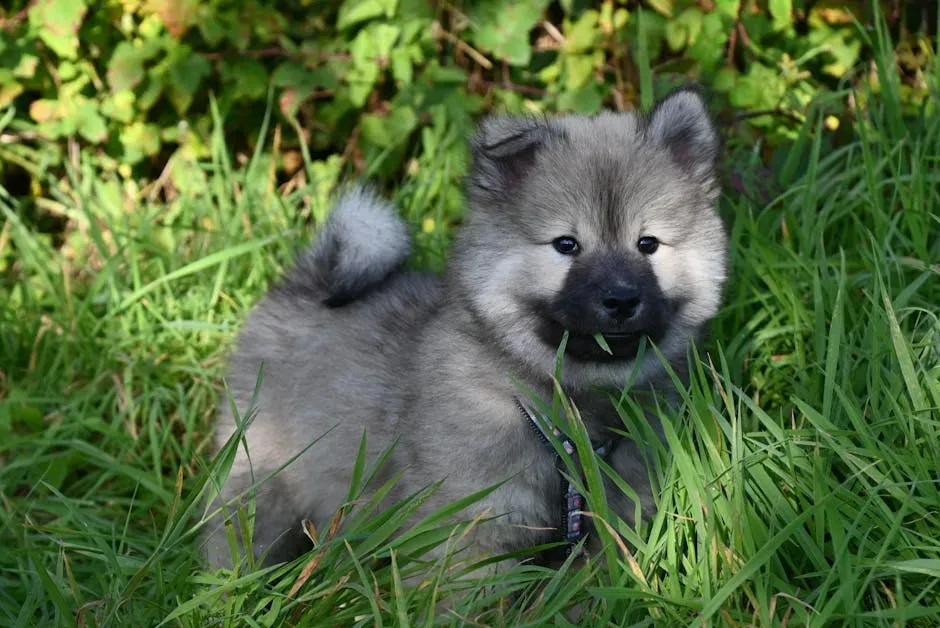 8. Keeshond: The Cheerful Dutch Barge Dog (Image Credits: Pexels)