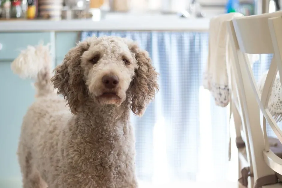 Poodle (Standard, Miniature, and Toy): The Curious Problem-Solver (Image Credits: Pexels)