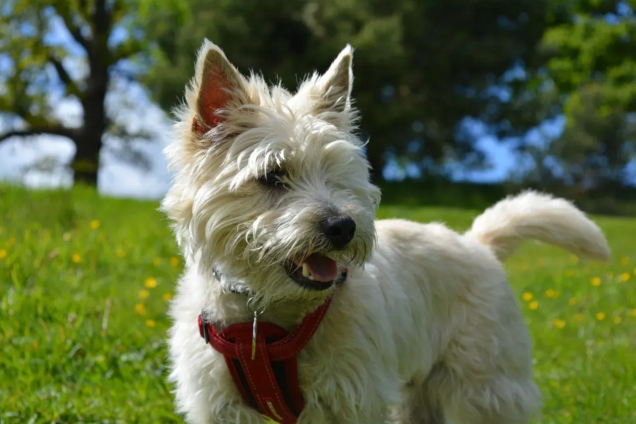 10. The Cairn Terrier: Toto Wasn't So Quiet After All (Image Credits: Pixabay)