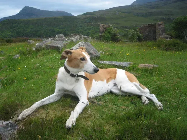 17. Greyhound: Racing Past the Heat, Then Resting Smart (From geograph.org.uk; transferred by User:oxyman using geograph_org2commons., CC BY-SA 2.0)