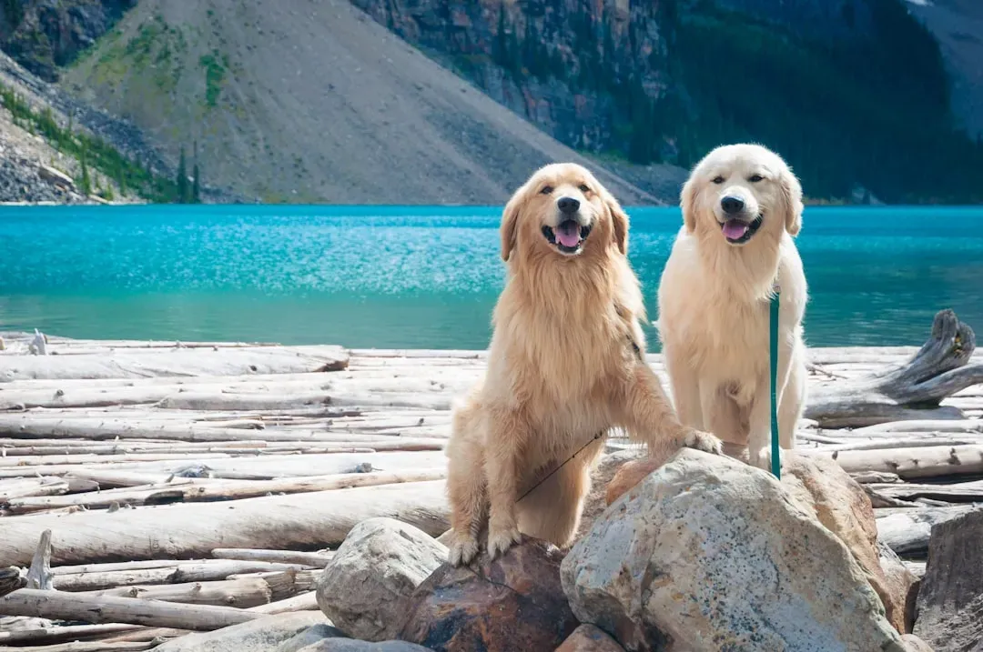 1. Golden Retriever: The Social Butterfly Who Never Met a Stranger (Image Credits: Unsplash)