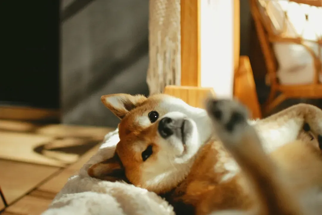 4. Create a Cool Indoor Retreat (Image Credits: Unsplash)