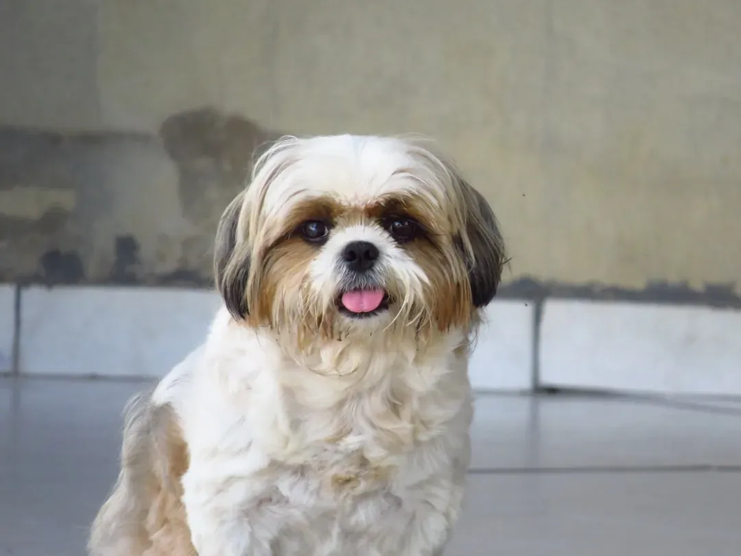 #3 - Shih Tzu: Bred for Royalty, Perfected With Age (Image Credits: Unsplash)