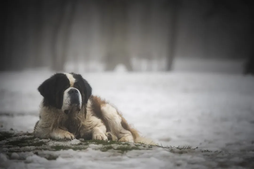 4. Saint Bernard (Image Credits: Unsplash)