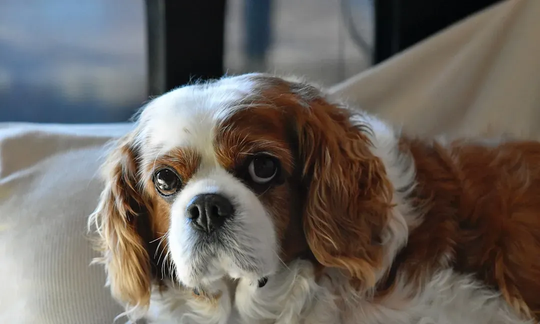 Cavalier King Charles Spaniel: The Affectionate Lap Companion (Image Credits: Unsplash)