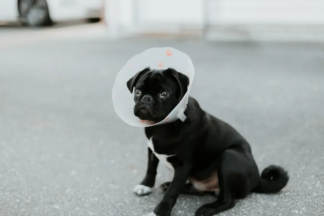 Reason 1 Not to Spay Early: It Can Compromise Joint Health in Ways That Last a Lifetime (Image Credits: Unsplash)