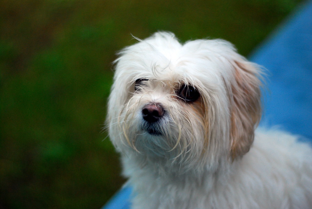 The Science Behind Those Soulful Eyes (Image Credits: Flickr)