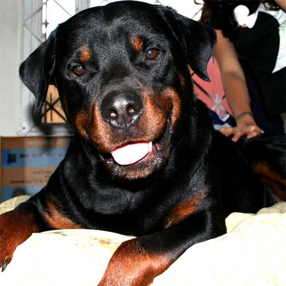 Rottweilers: Misunderstood Gentle Guardians (Image Credits: Wikimedia)