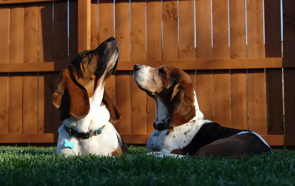 14. Basset Hound: The Lovable Loafer (Image Credits: Flickr)
