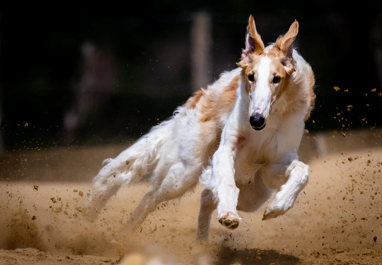 Opinionated Conclusion: Why Your Dog’s Fast Mapping Should Change How You See Them (Image Credits: Pixabay)