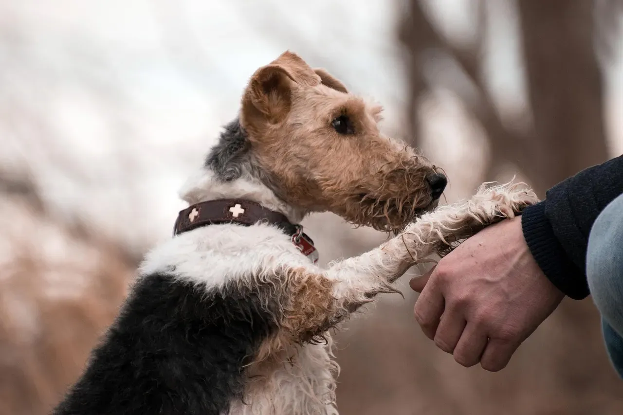 What Trusting Paws Actually Look Like (Image Credits: Pixabay)