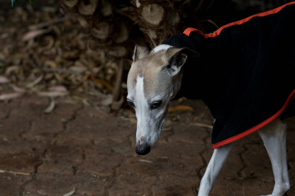 Whippets - Racing Towards Warmth (Image Credits: Flickr)
