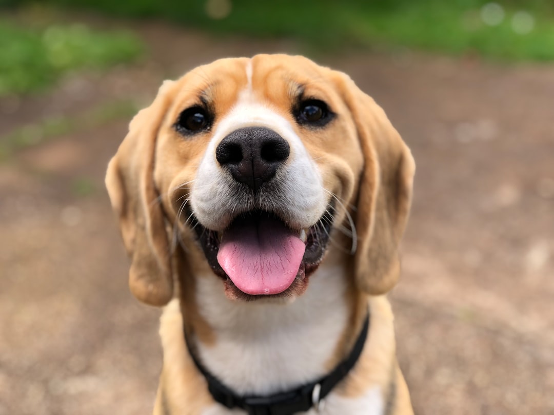 The Gentle Beagle (Image Credits: Unsplash)