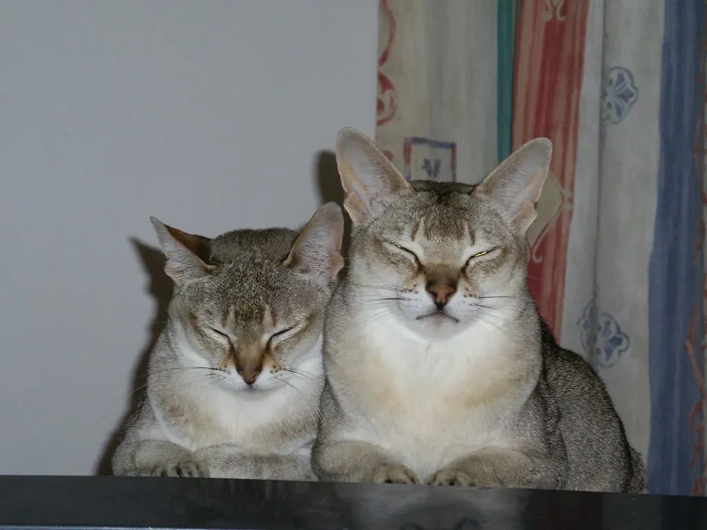 The Singapura: The World's Tiniest Treasure (Image Credits: Flickr)