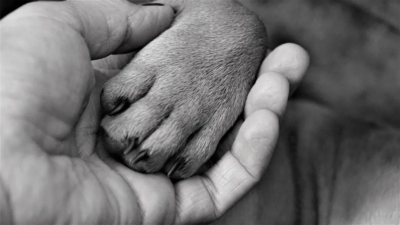 The Comfort of Familiar Touch (Image Credits: Pixabay)