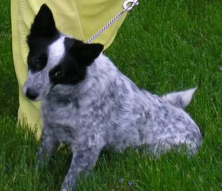 7. Coyote Spirit – Australian Cattle Dog (normanack, Flickr, CC BY 2.0)