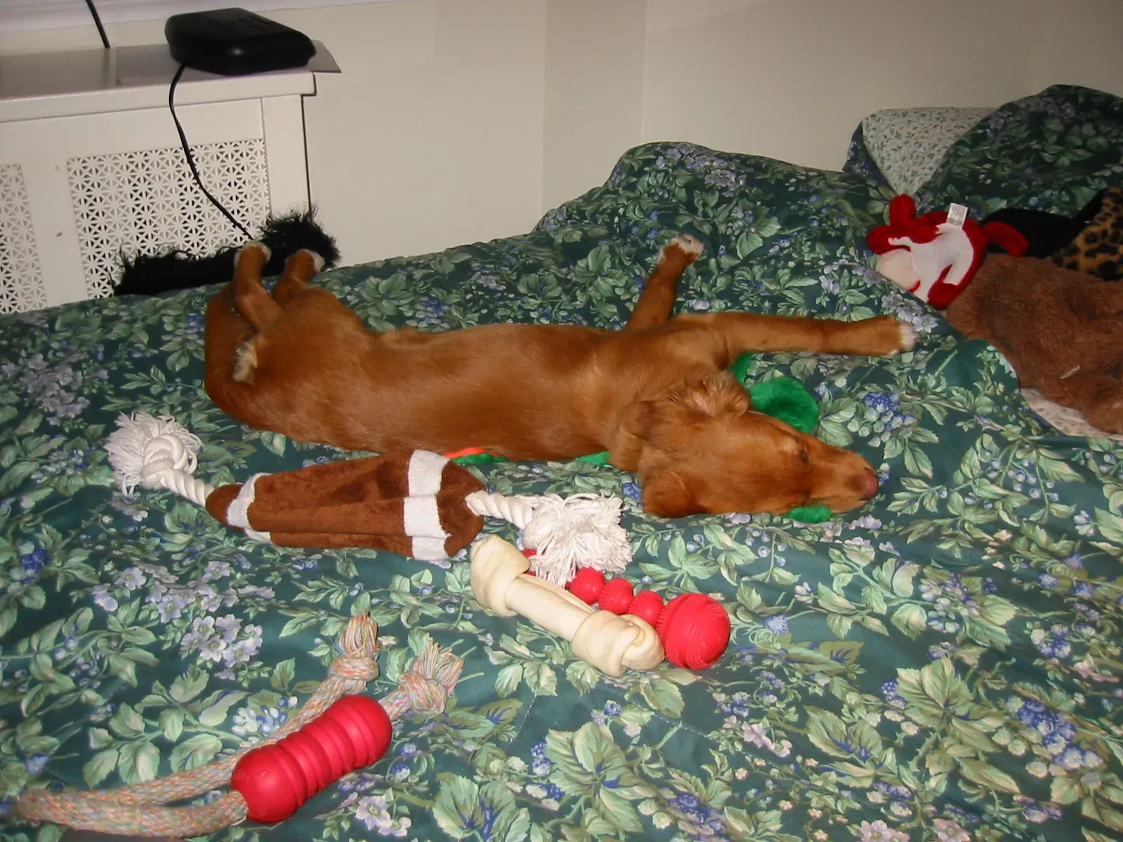 Unveiling the Ancestral Ritual Behind Your Dog's Bedtime Circles (By Allie Hajjar, CC BY-SA 3.0)