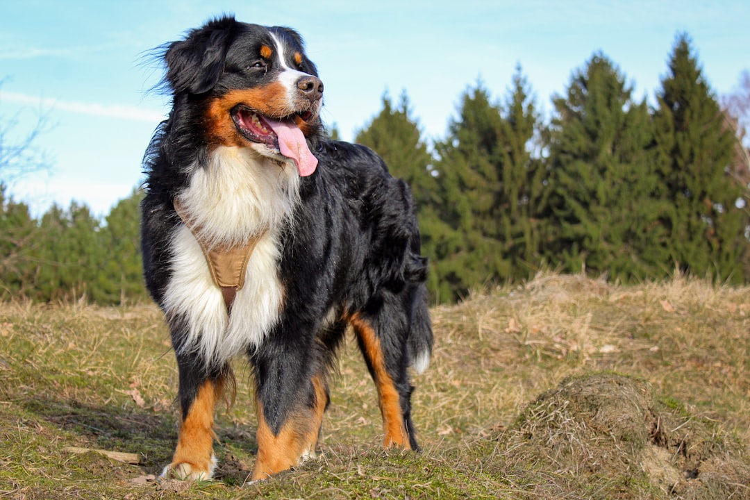 Bernese Mountain Dog: The Swiss Beauty (Image Credits: Unsplash)