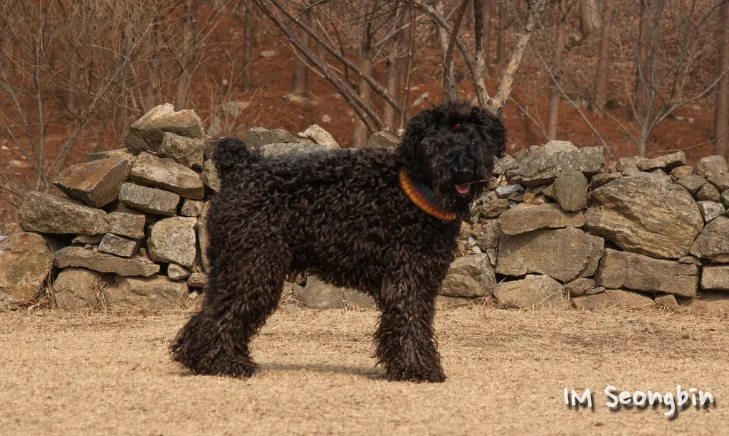 13. Kerry Blue Terrier: Ireland's Versatile, Low-Shedding Athlete (golbenge (골뱅이), Flickr, CC BY-SA 2.0)