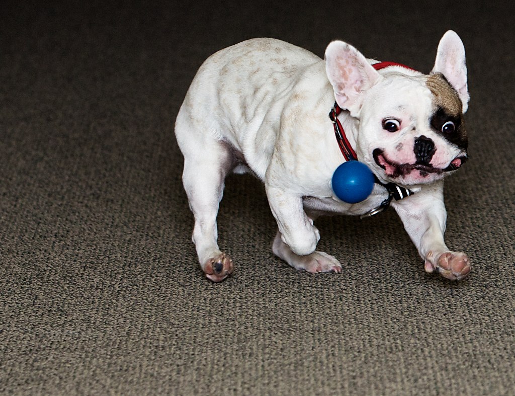 French Bulldog (Image Credits: Flickr)