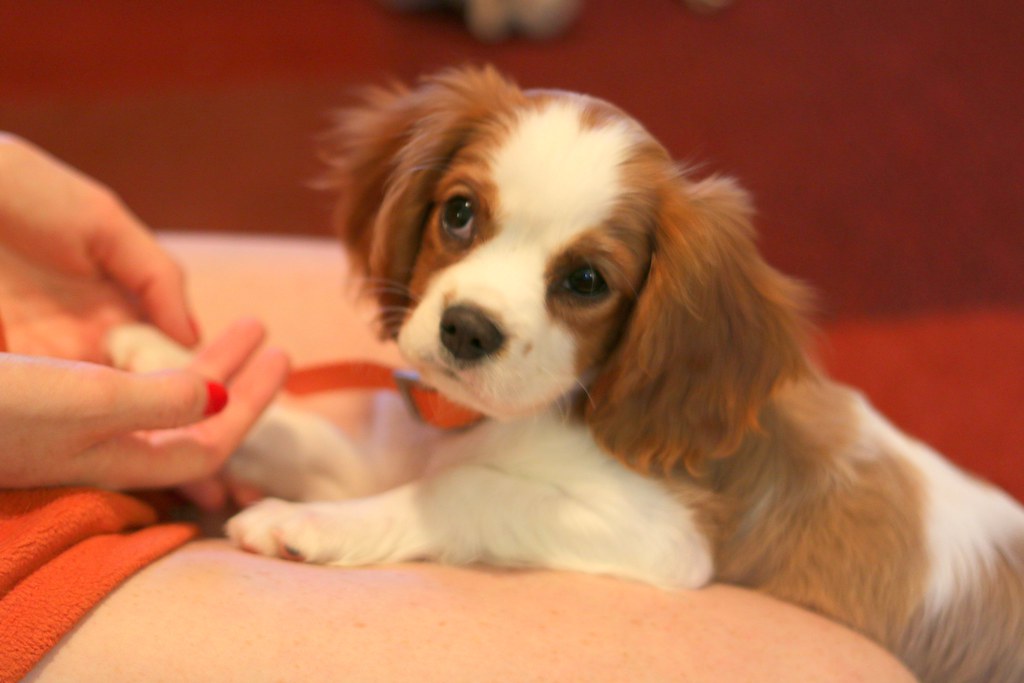 Cavalier King Charles Spaniel: The True Gentleman Lapdog (Image Credits: Flickr)