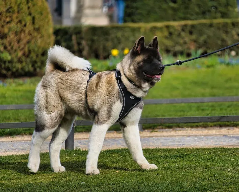 9. Akita: Fiercely Loyal, Fiercely Demanding (Image Credits: Pexels)