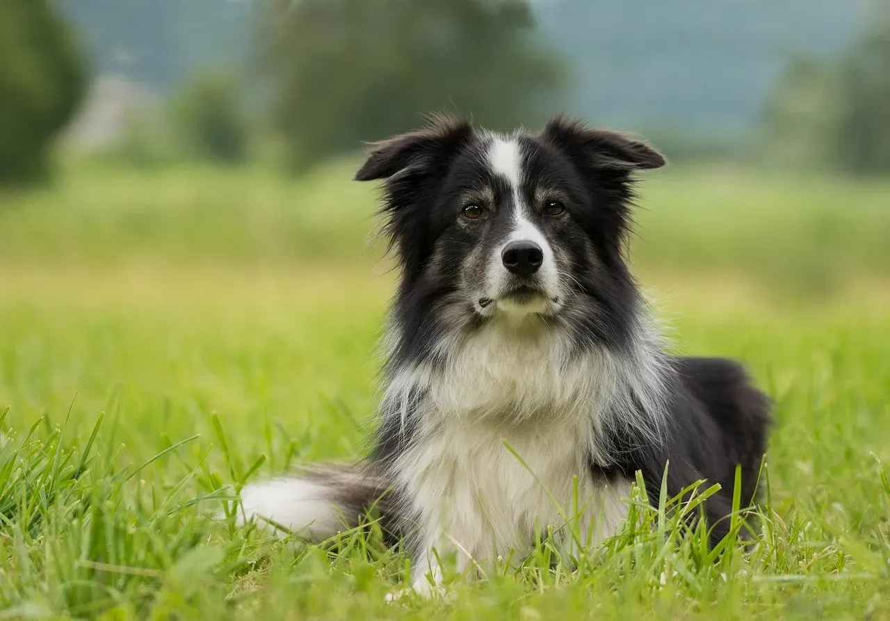 Border Collie: Vision That Sees Everything (Image Credits: Pixabay)