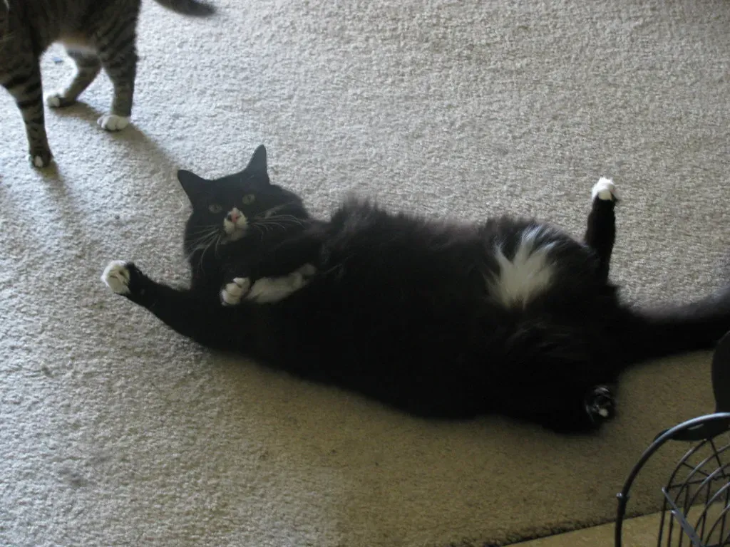 9. Exposing Their Belly: The Ultimate Trust Gesture (plattypus1, Flickr, CC BY-SA 2.0)