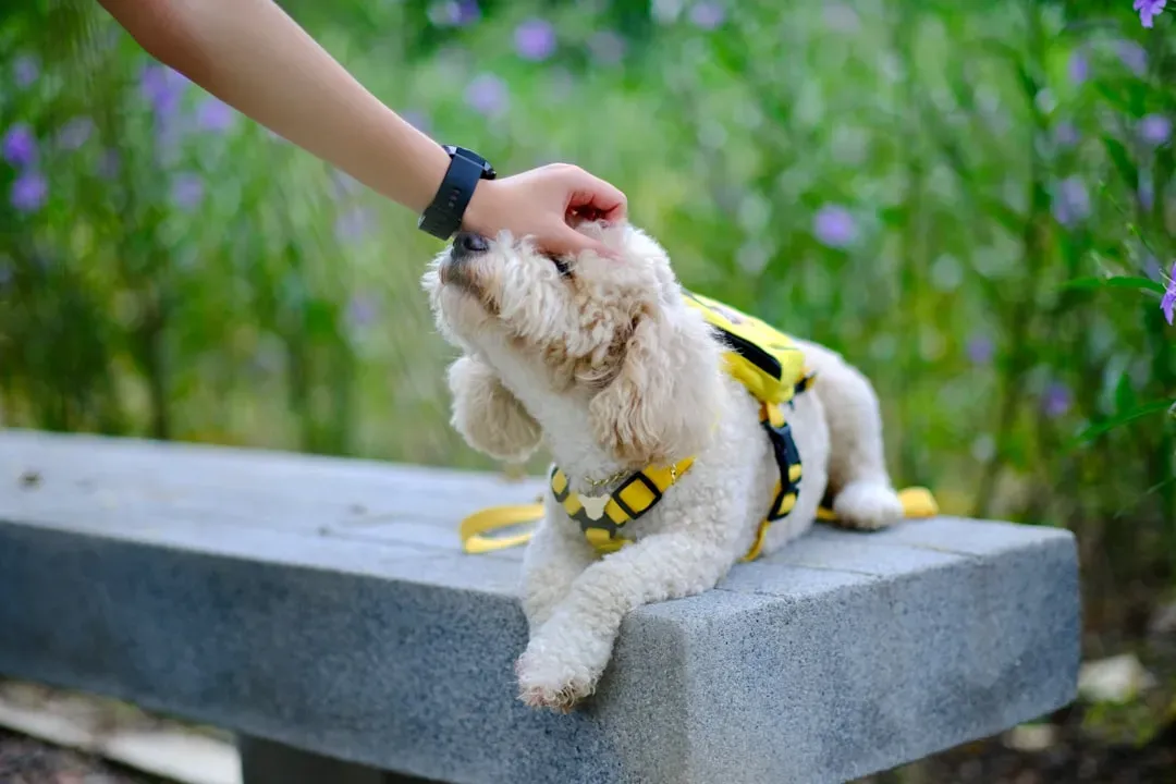 What Your Rescue Dog Needs From You (Image Credits: Unsplash)