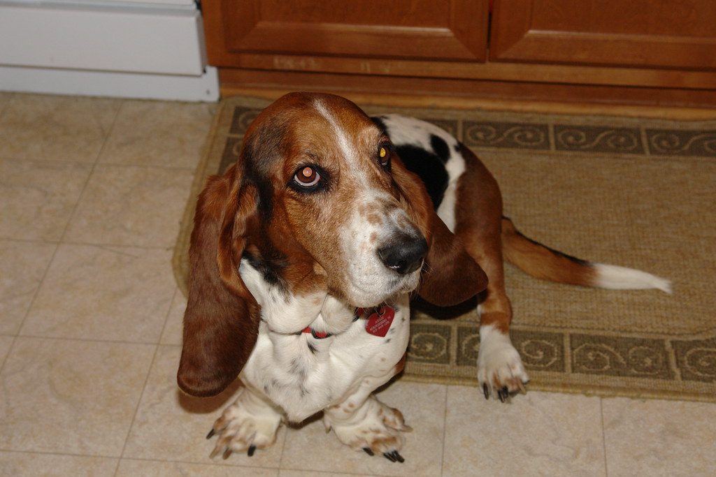 Basset Hound (Image Credits: Flickr)