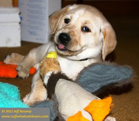 Waiting Too Long to Start Training (Image Credits: Flickr)