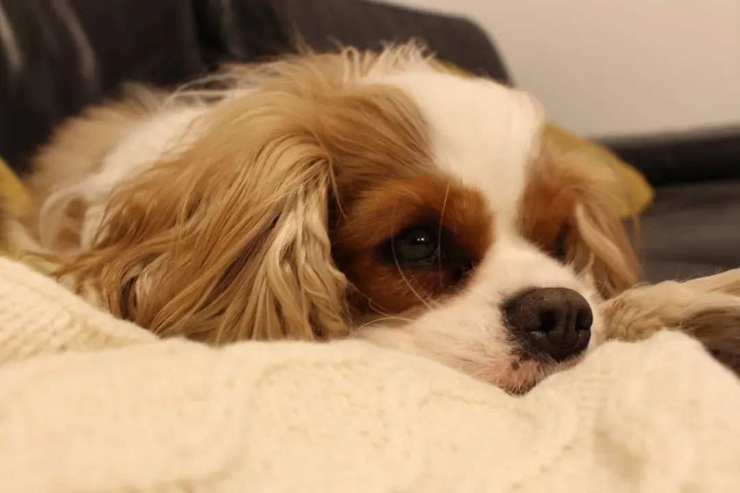 11 - Cavalier King Charles Spaniel: The Blanket Suckler (Image Credits: Unsplash)