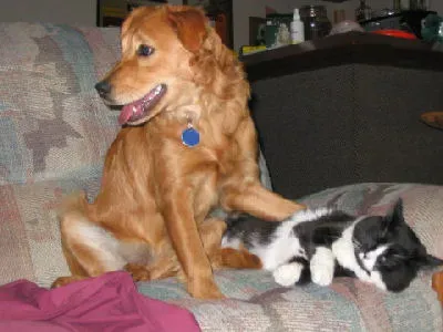 Golden Retriever (Image Credits: Wikimedia)