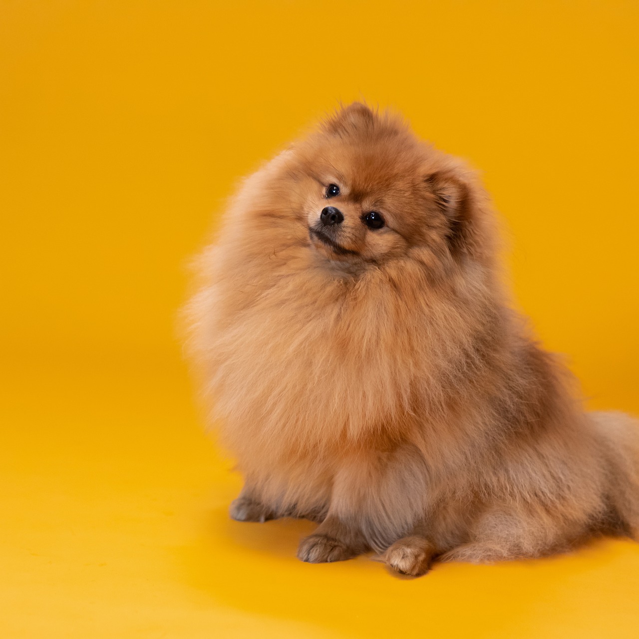 Pomeranian - The Fluffy Little Alarm System (Image Credits: Pixabay)