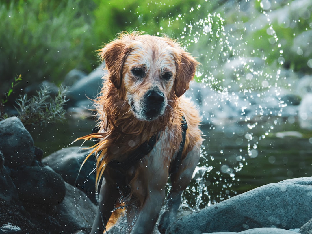 Water Dogs' Health Vulnerabilities (Image Credits: Unsplash)