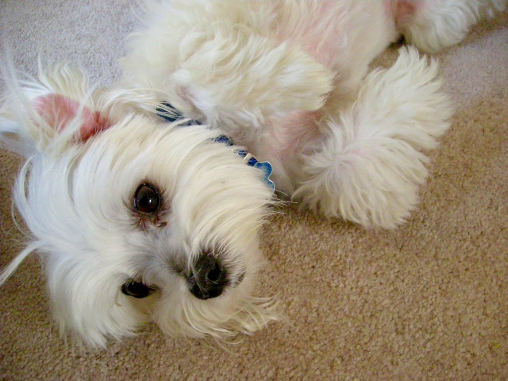 Sleep Disruptions and Restlessness (Image Credits: Flickr)