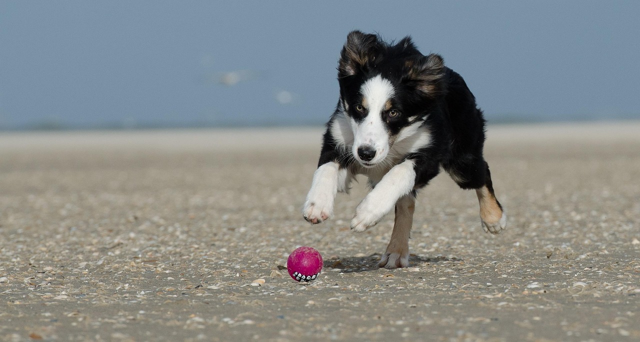 Border Collies: The Perfectionist Students (Image Credits: Pixabay)