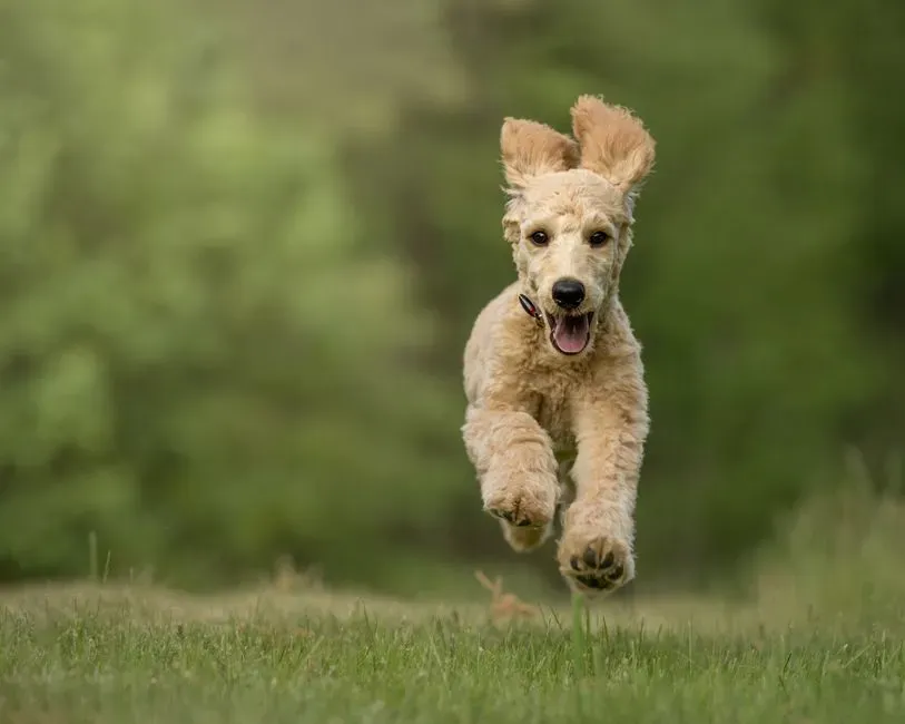 #3 - They Still Break Into Puppy Bursts, Just in Short Sprints (Image Credits: Pexels)