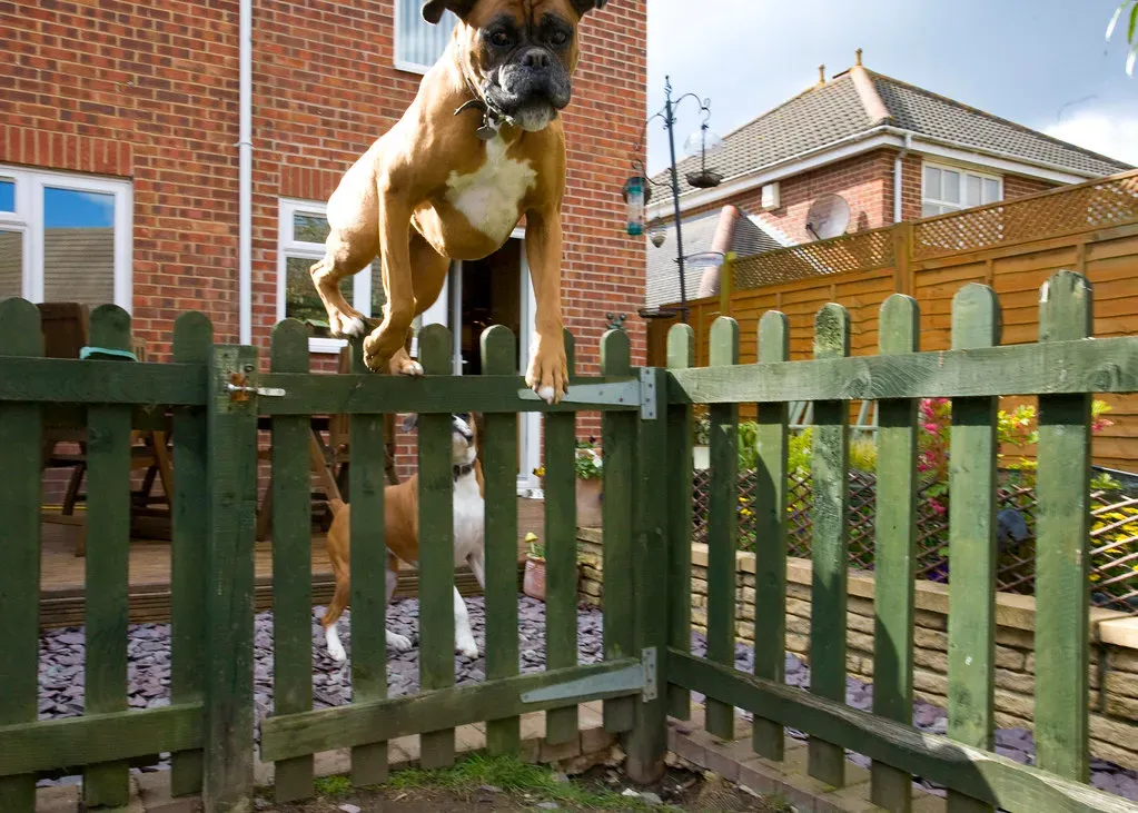 1. The Enthusiastic Jumping Welcome (Image Credits: Flickr)